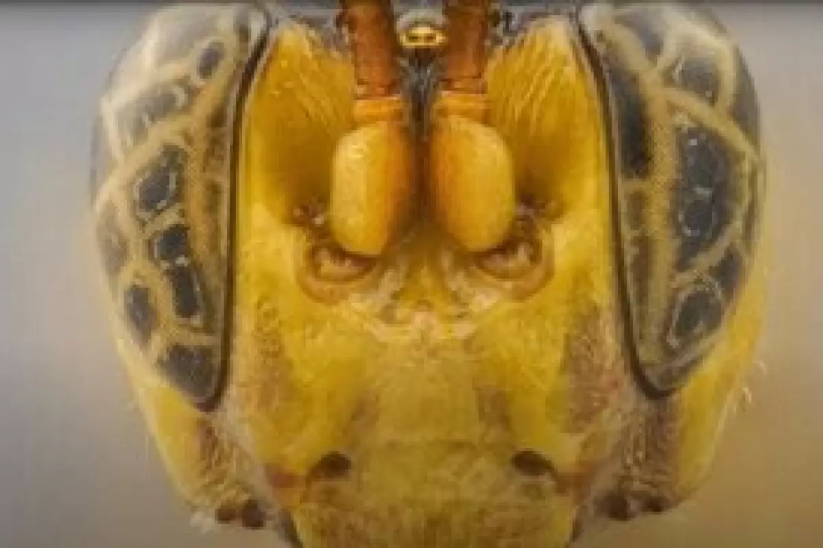( عکس) ترسناک‌ترین زنبور جهان طعمه‌اش را از درون می‌خورد