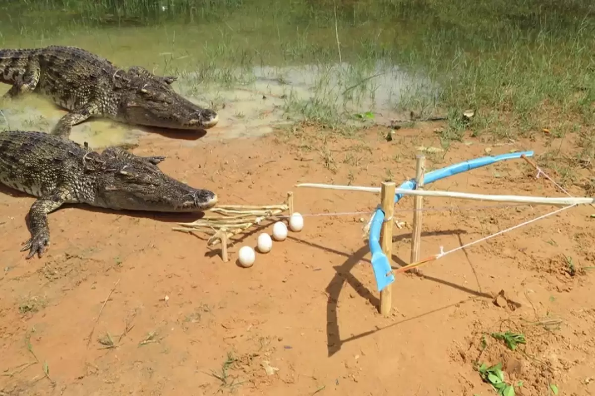 (ویدئو) جوان ویتنامی با یک تله ساده یک تمساح خطرناک را به دام انداخت