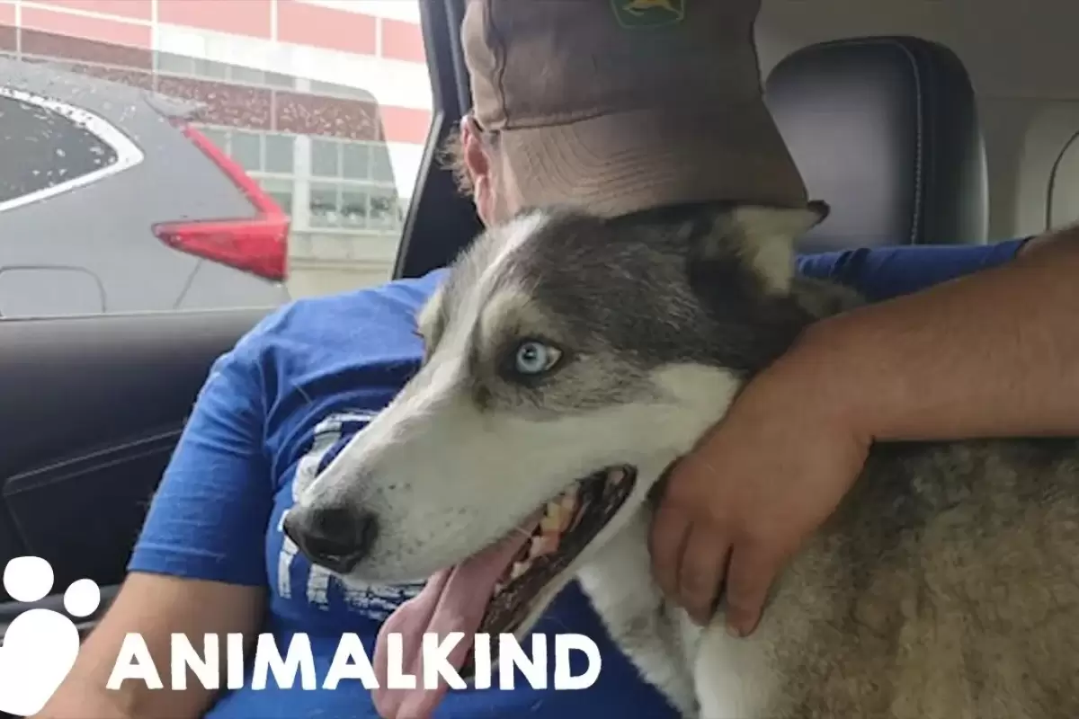 (ویدئو) لحظه ای احساسی و درخشان از دیدار یک سگ با صاحب اش پس از 3 سال