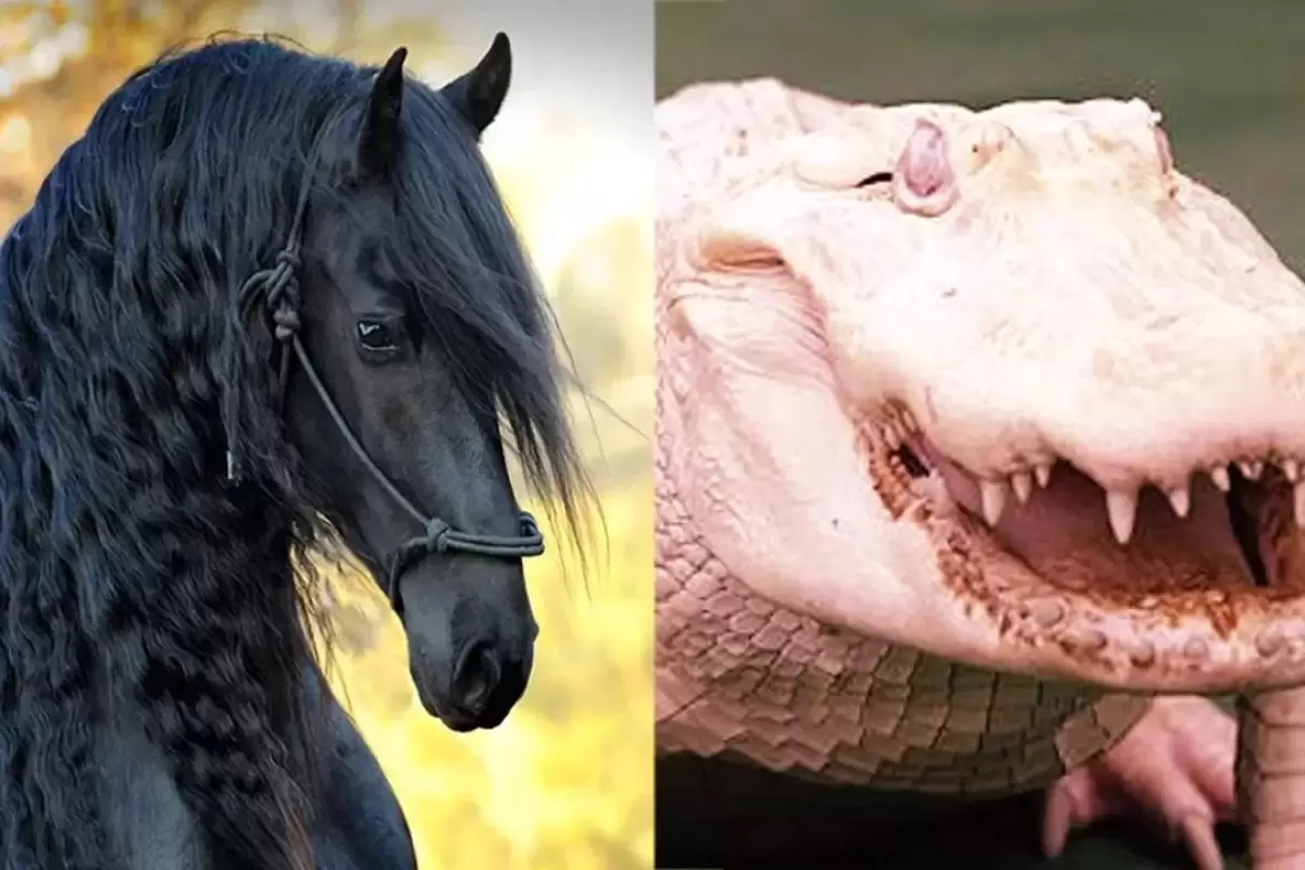 (ویدئو) 10 حیوان گران قیمت جهان؛ از اسب 800 میلیاردی تا گاو 60 میلیارد تومانی
