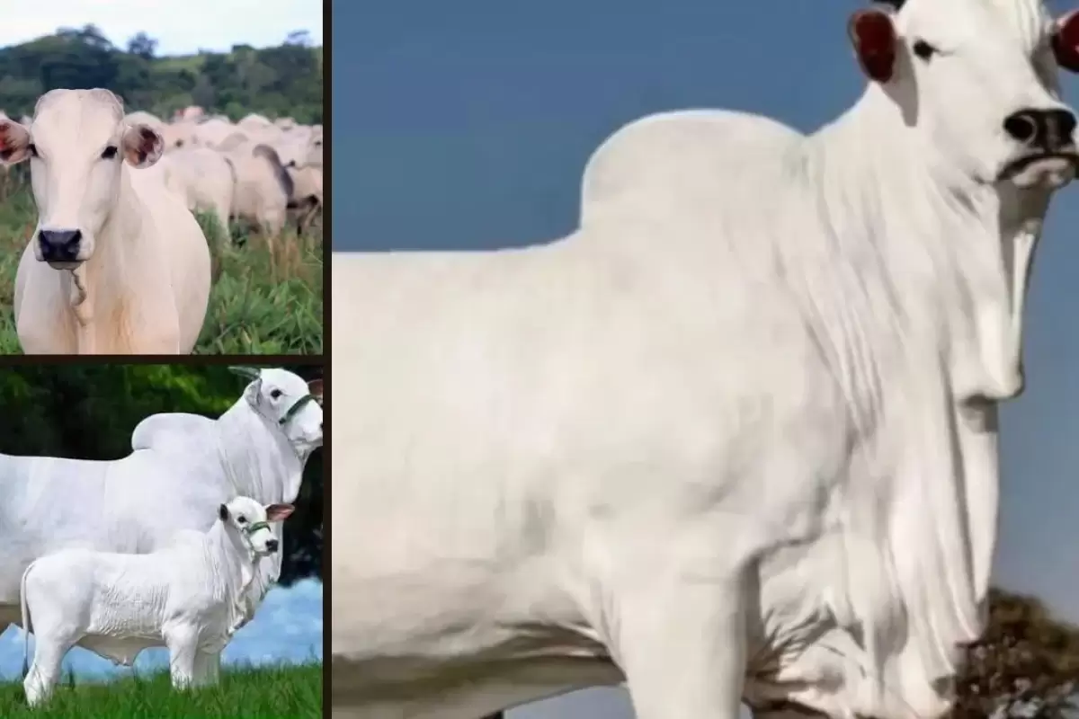 (ویدئو) گران ترین گاو تاریخ؛ این گاو به قیمت 215 میلیارد تومان فروخته شد!