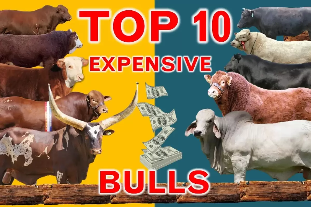 (ویدئو) 10 گاو نر گران قیمت جهان که در حراجی فروخته شدند؛ گاو 75 میلیارد تومانی در صدر