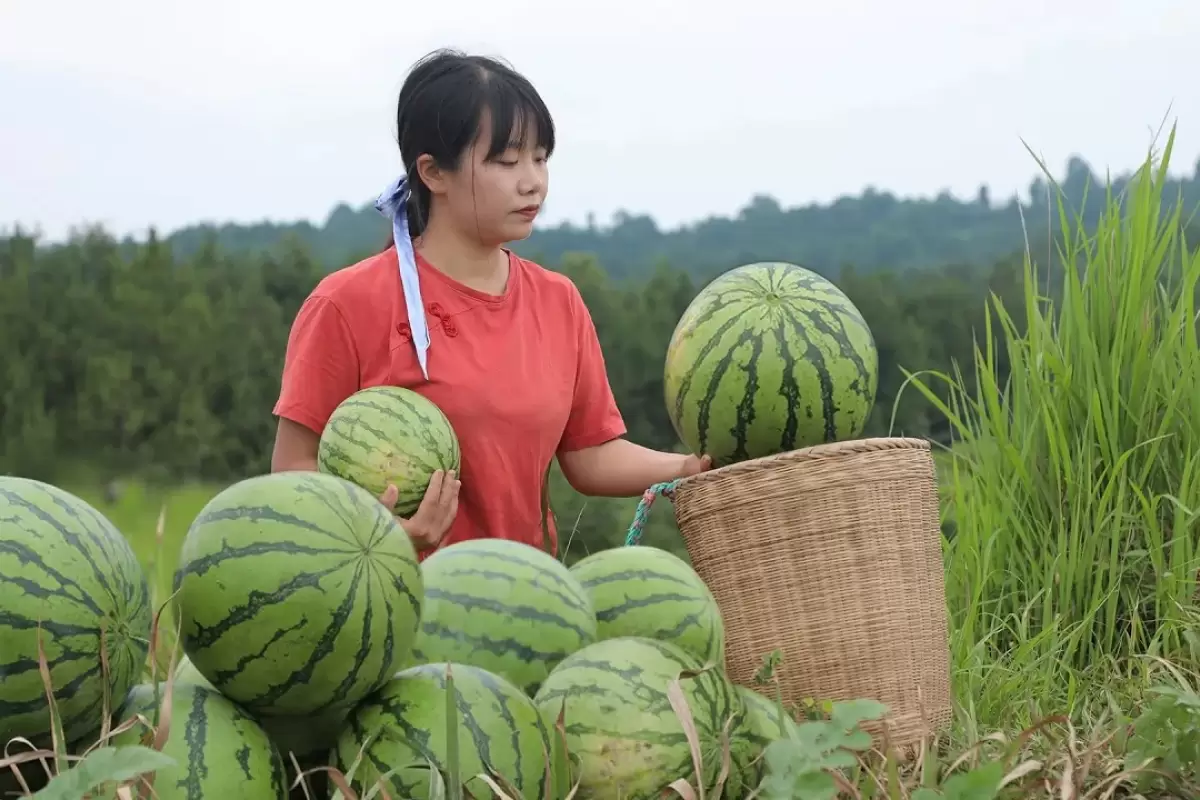 (ویدئو) برداشت تماشایی هندوانه از مزرعه و تهیه دسر با آن توسط دختر روستایی چینی
