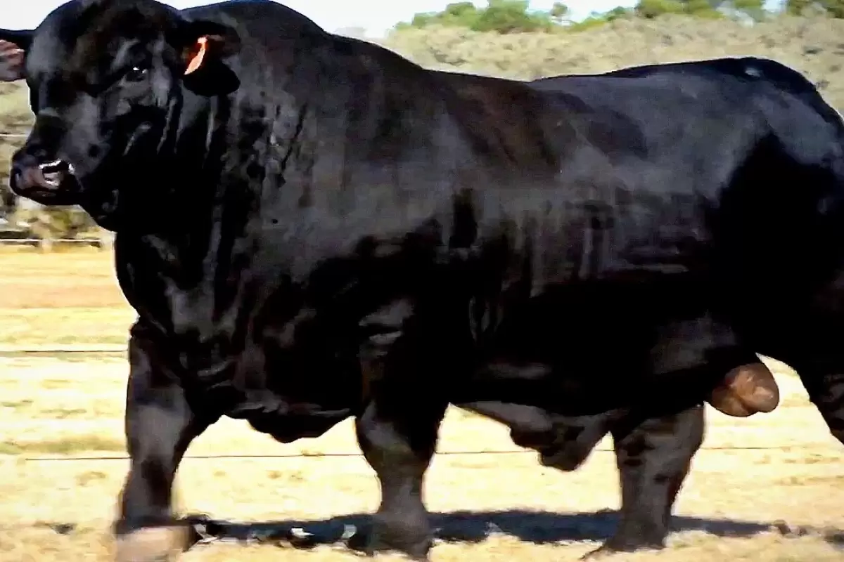(ویدئو) چهارمین گاو نر بزرگ جهان با 1185 کیلوگرم وزن و قد 179 سانتی متر