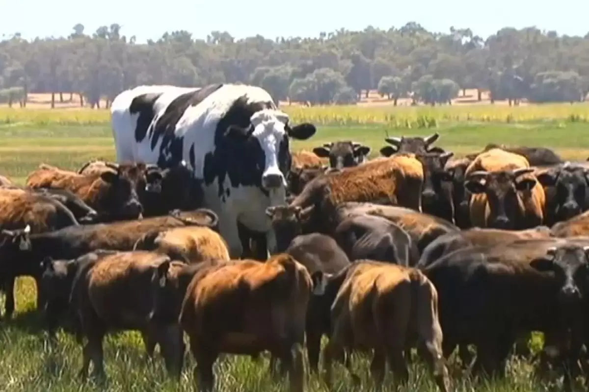 (ویدئو) بزرگترین گاو جهان با 1.5 تن وزن و 182 سانتی متر قد!