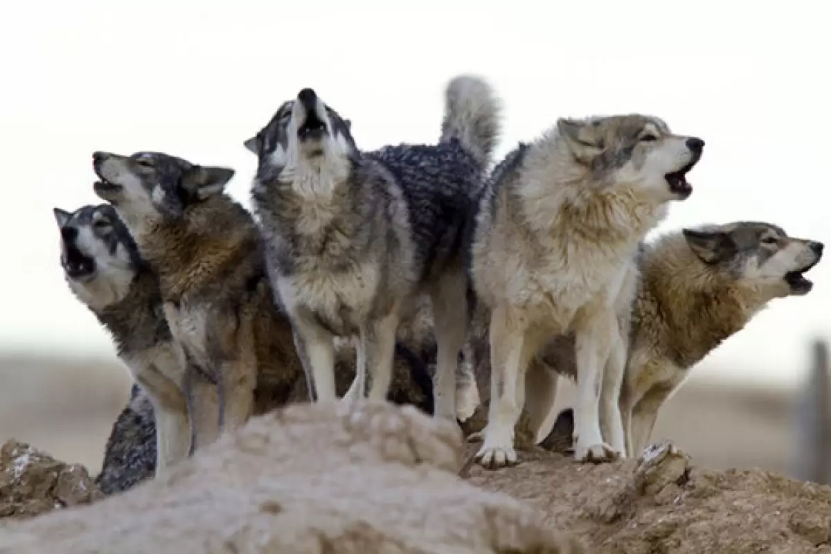 ( ویدیو) تصاویر گشت و گذار ۱۱ قلاده گرگ در جنگل‌های هیرکانی