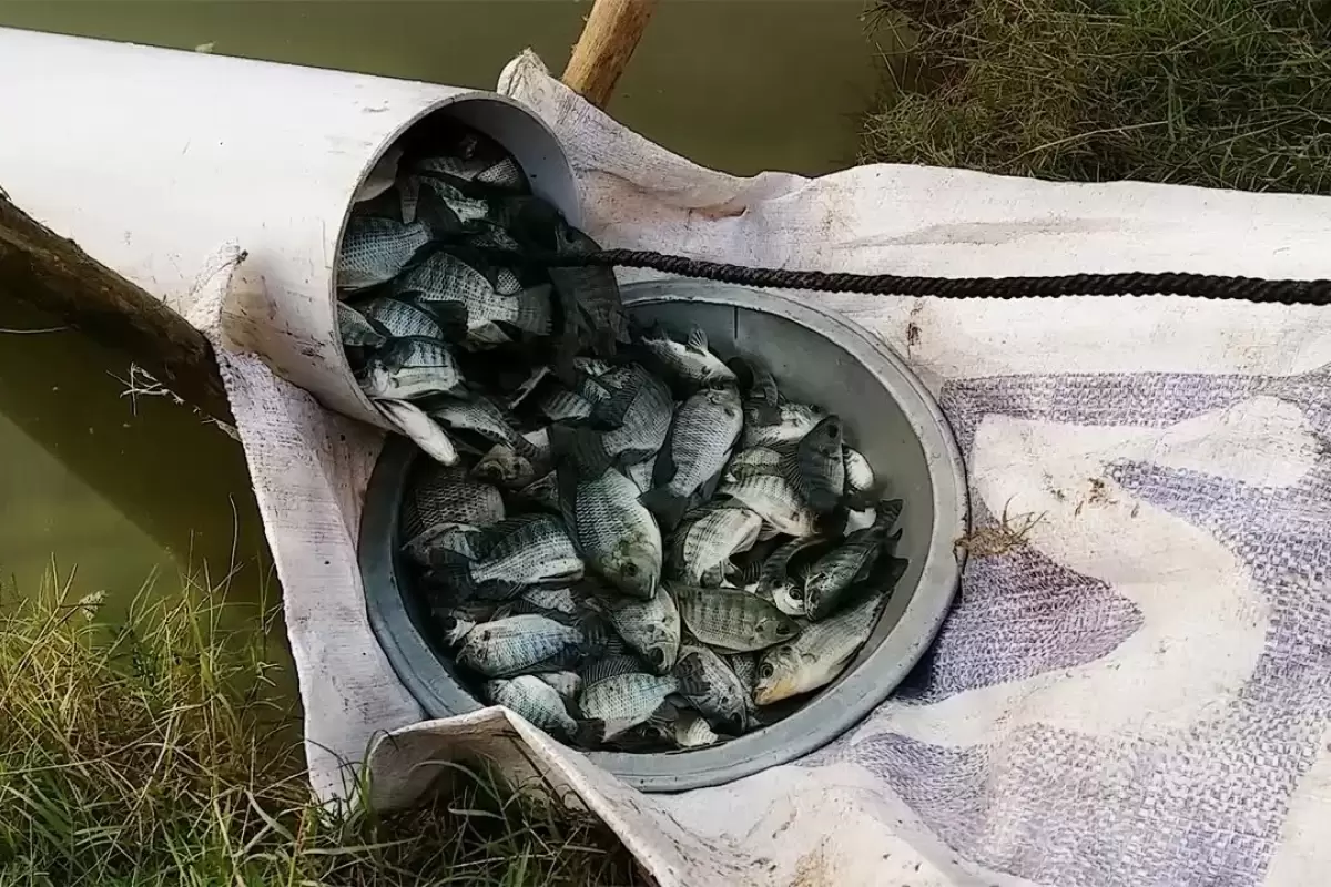 (ویدئو) تله ساختن حیرت انگیز دو مرد پاکستانی با لوله پلاستیکی برای به دام انداختن ماهی
