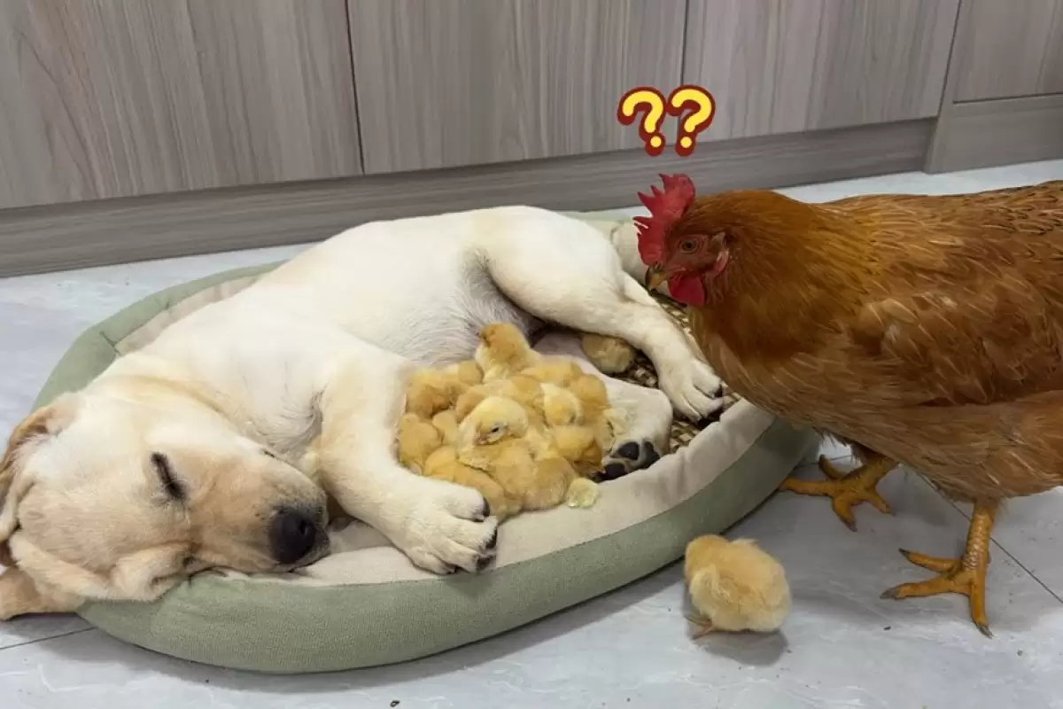 (ویدئو) عصبانیت مرغ مادر از سگ تنبل بخاطر شیوه نگهداری از جوجه هایش!