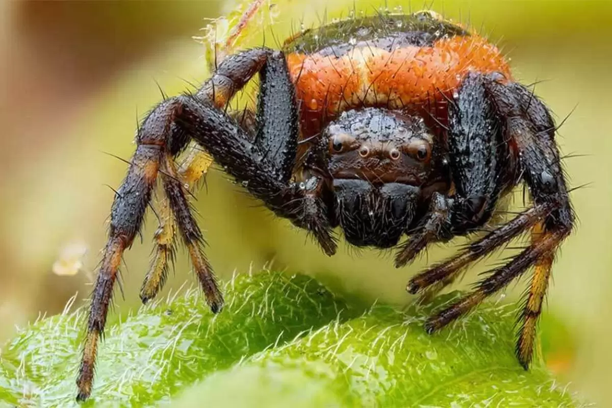 تصاویر شگفت انگیز از عنکبوت خرچنگی