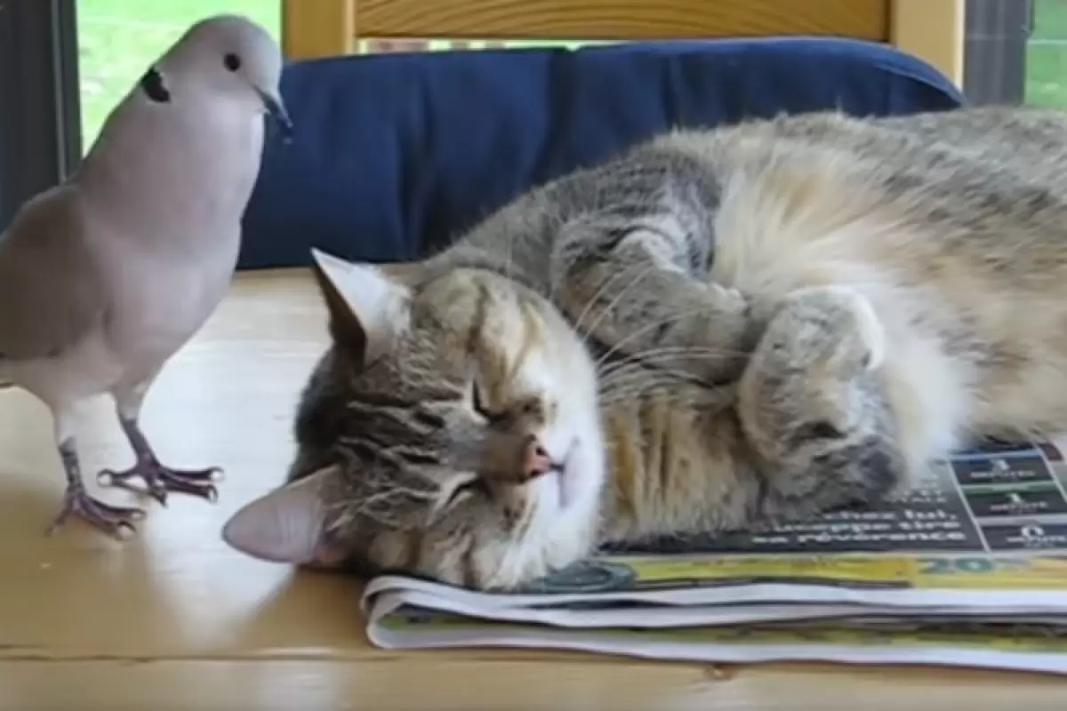 ( ویدیو) ضربه فنی شدن جالب یک گربه توسط کبوتر