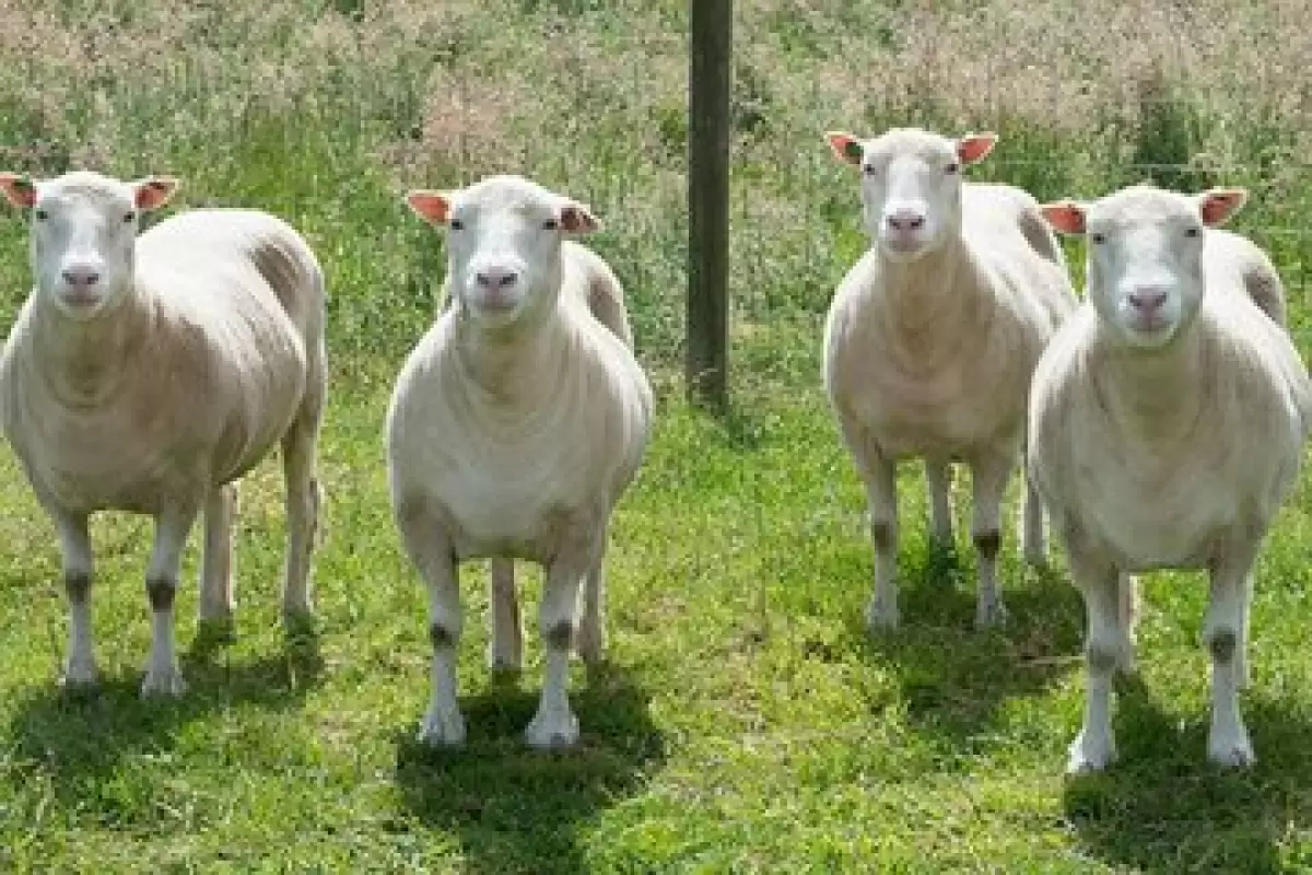 ( عکس) دالی، اولین گوسفند شبیه‌سازی‌شده جهان!