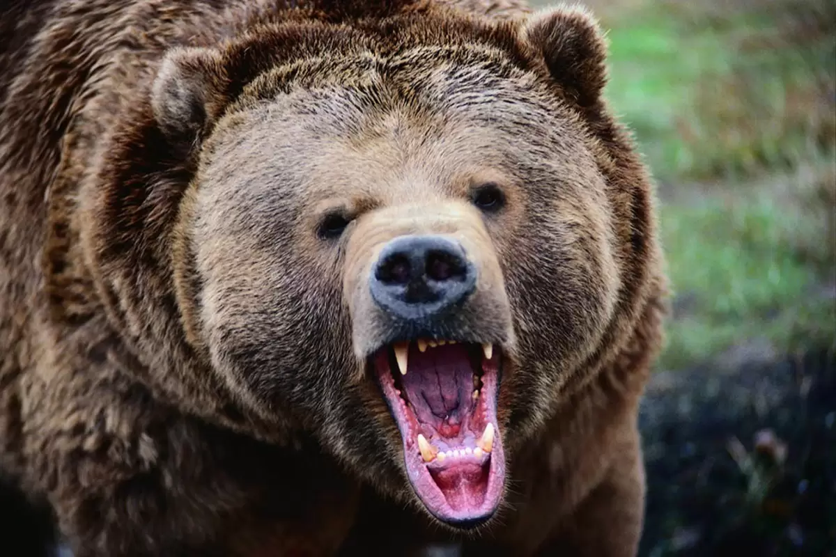 (ویدئو) لحظه ترسناک و نفس گیر روبرو شدن یک گردشگر با خرس!