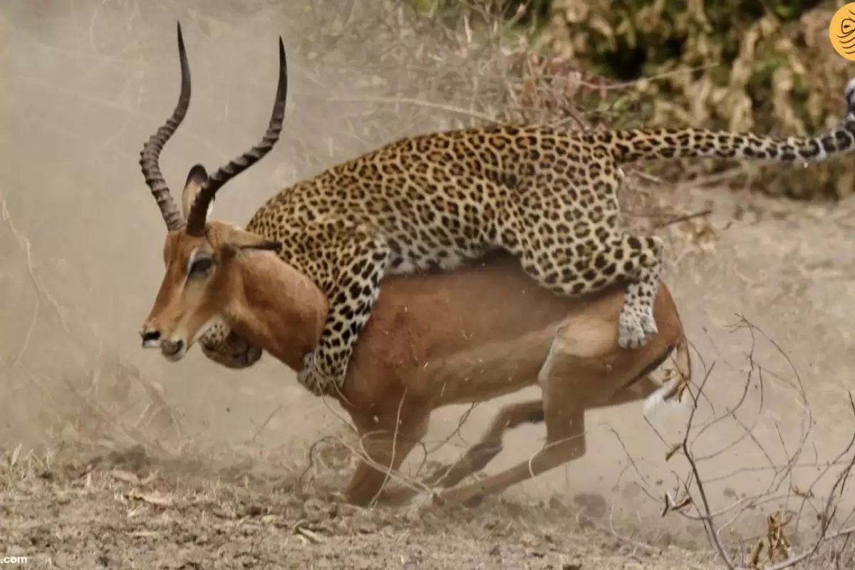 (ویدئو) شکار ماهرانه یک ایمپالا توسط پلنگ
