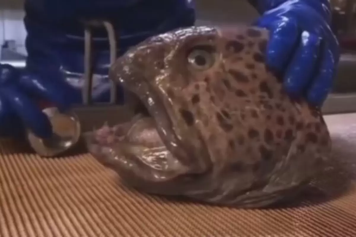 ببینید | یک ویدیوی ترسناک؛ قدرت آرواره‌های یک گربه ماهی بعد از قطع شدن سر!