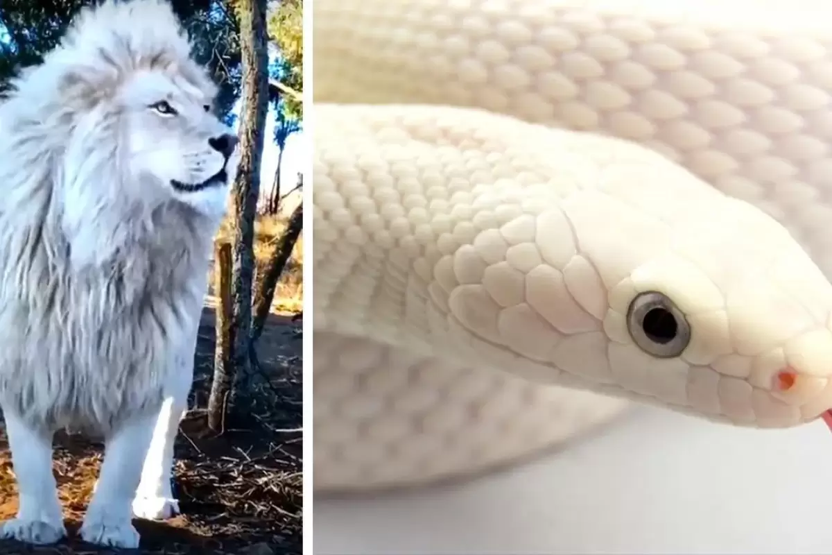 (ویدئو) زیباترین حیوانات سفید جهان که کمتر کسی آن ها را دیده است