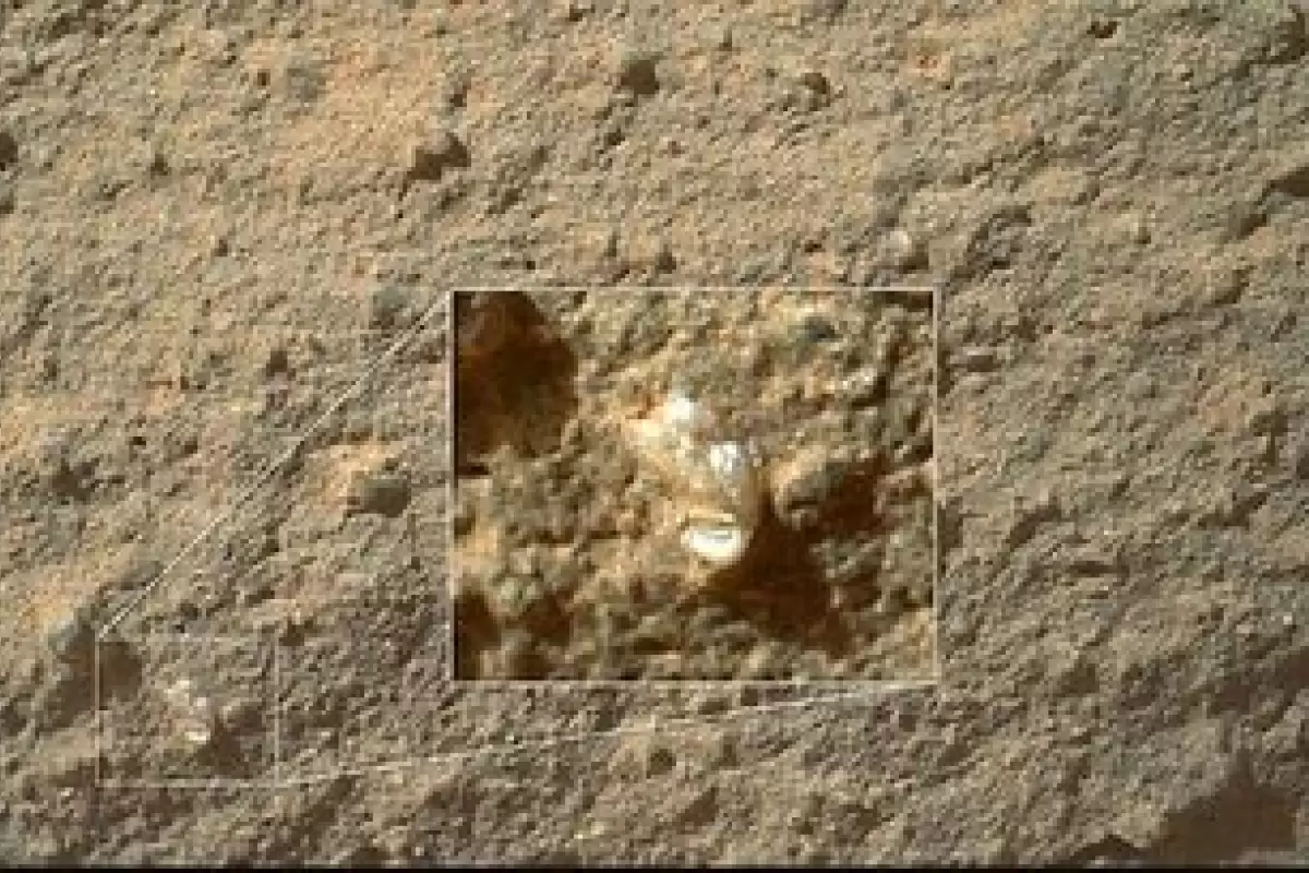 (عکس) گل‌ زیبایی که بر سطح مریخ روییده‌