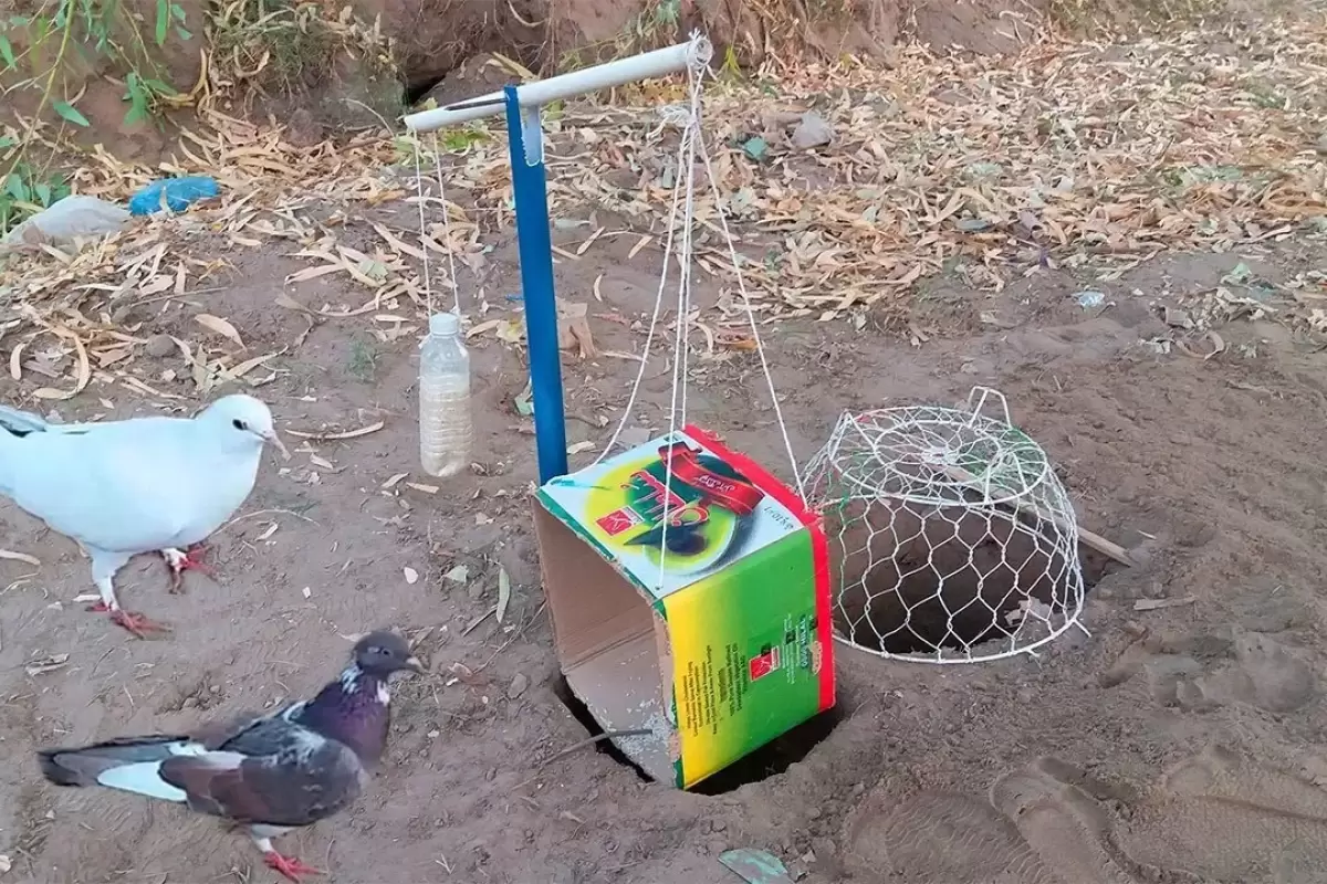 (ویدئو) تله ساختن عجیب جوان پاکستانی برای به دام انداختن کبوترها