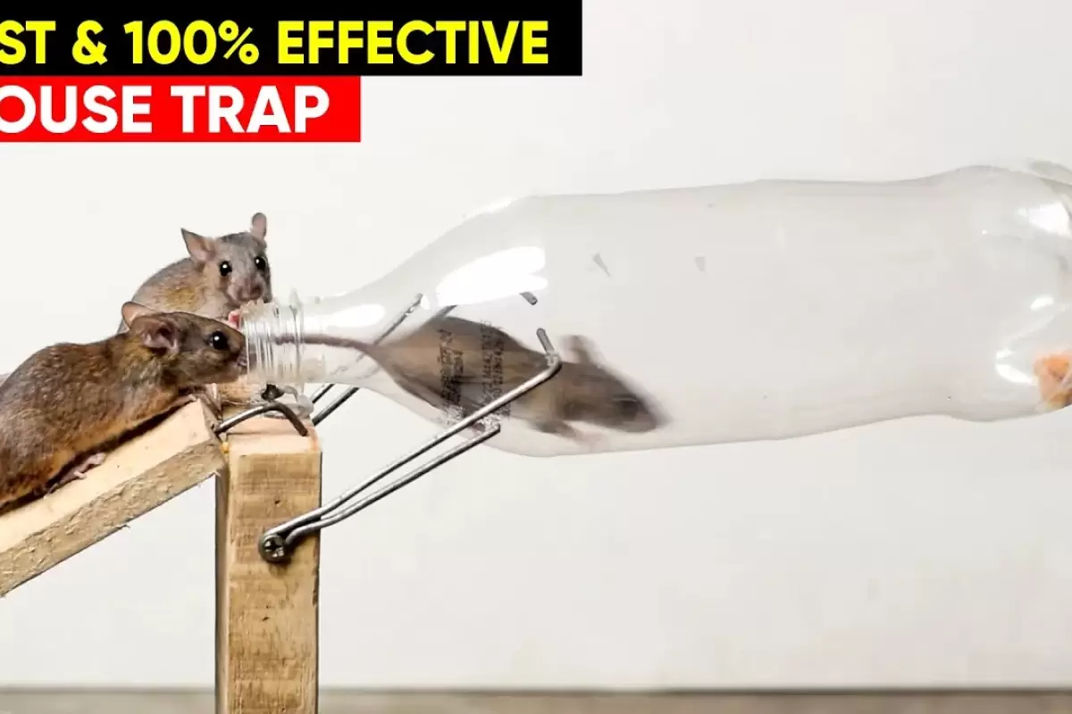 (ویدئو) ساخت یک تله موش ساده و شگفت انگیز با بطری کوکاکولا