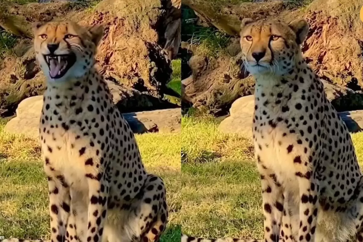 (ویدئو) وقتی یوزپلنگ «میومیو» می‌کند!