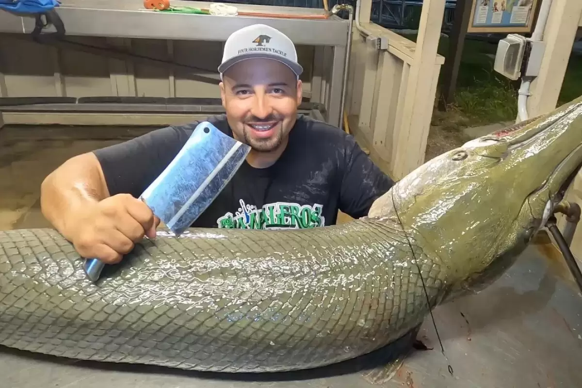 (ویدئو) مهارت شگفت انگیز این استاد آمریکایی در برش زدن تمساح ماهی غول پیکر 60 کیلوگرمی