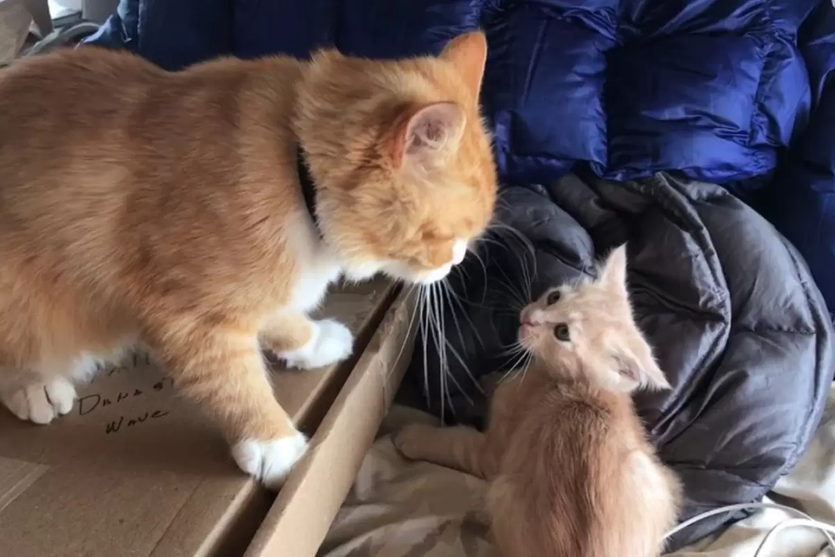 (ویدئو) شوخی گربه پدر با بچه اش با حضور مادر ختم بخیر شد!