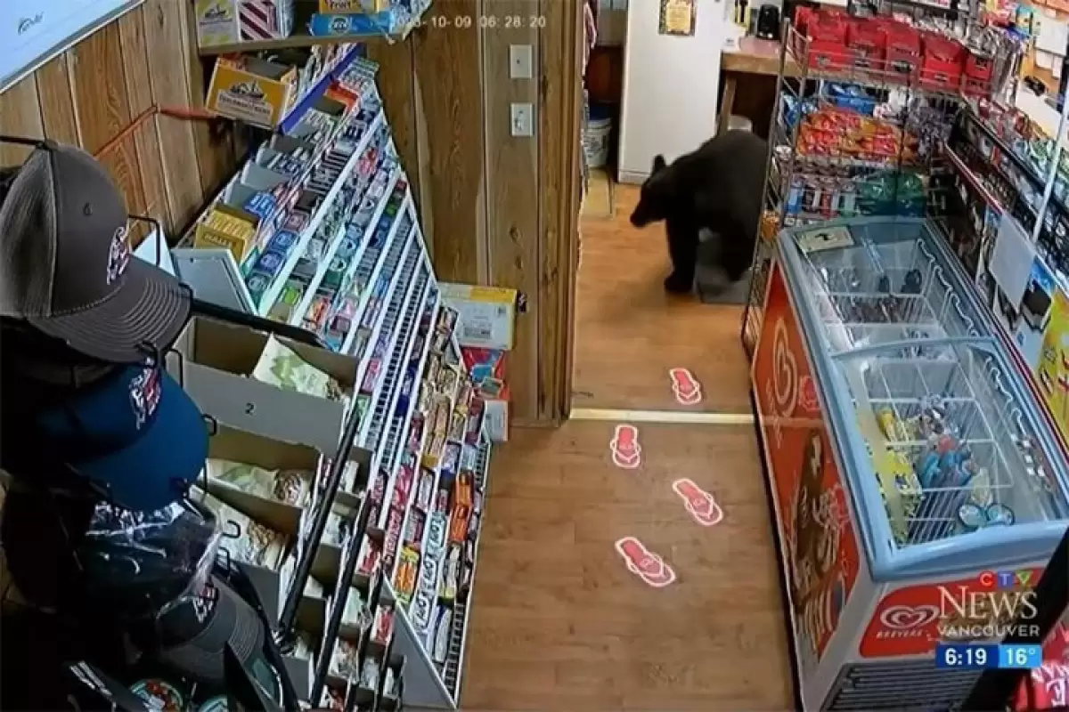 ببینید | دزدی بامزه یک بسته پاستیل توسط خرس سیاه از سوپرمارکت