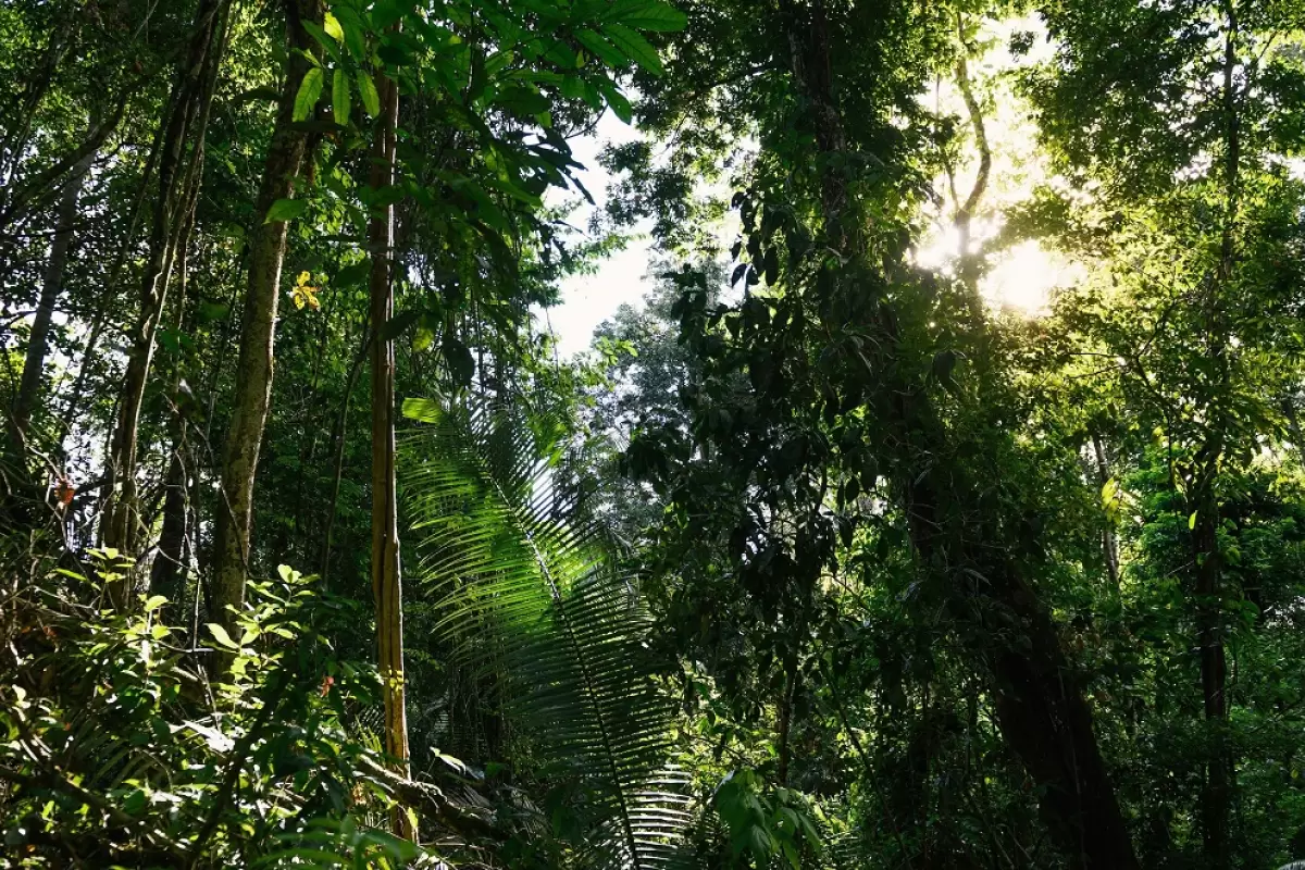 (تصویر) کشف جانور مخملی با ۵۶ پا در جنگل‌های برزیل