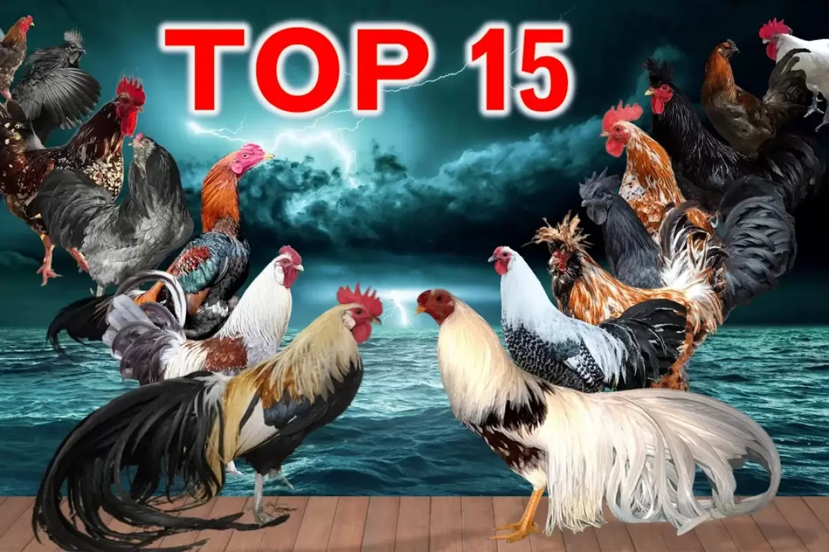 (ویدئو) 15 مرغ و خروس گران جهان؛ این خروس 150 میلیون تومان!