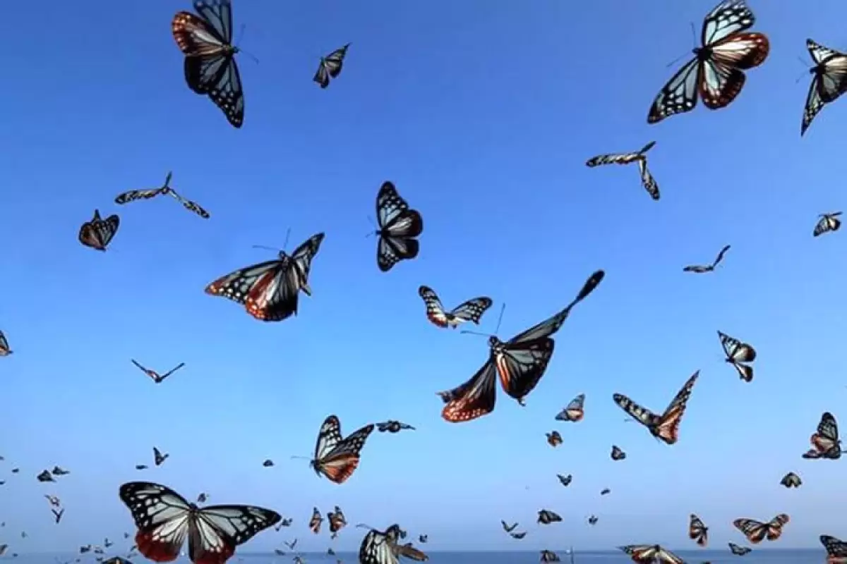 ببینید | ویدیویی جالب از زیبایی‌های خیره‌کننده پروانه‌ها