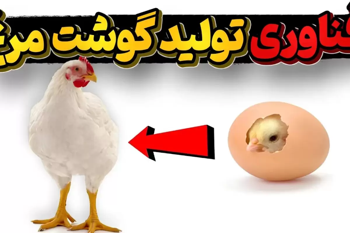 (ویدئو) از تخم مرغ به مرغ؛ فرآیند پرورش مرغ، برش و بسته بندی آن درکارخانه