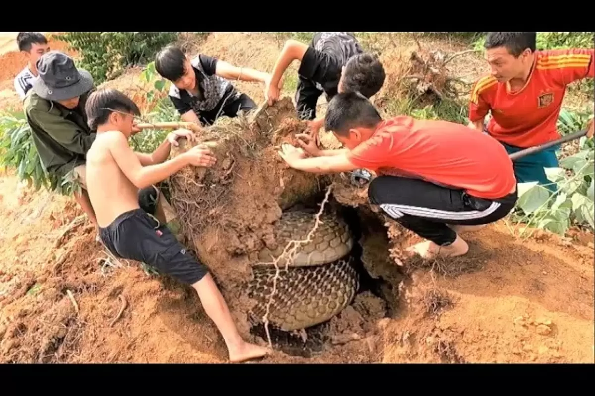 (ویدئو) شکار 7 مار شاه کبرا بزرگ از دل زمین توسط دو مارگیر ویتنامی