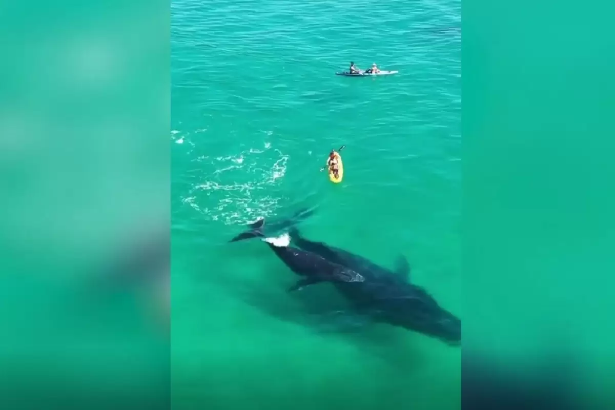 (ویدئو) بازیگوشی بچه نهنگ گوژپشت زیر یک قایق