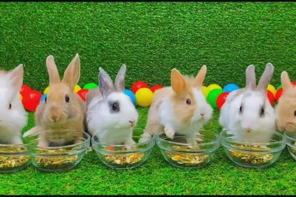 (ویدئو) جاسازی ۱۰ خرگوش در داخل آستین یک پسر