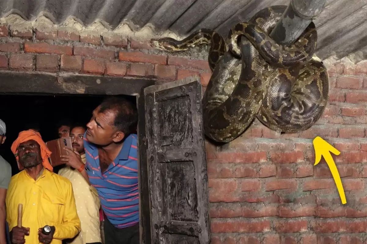 (ویدئو) به دام انداختن مار پیتون در سقف یک خانه روستایی در هند توسط مارگیر مشهور