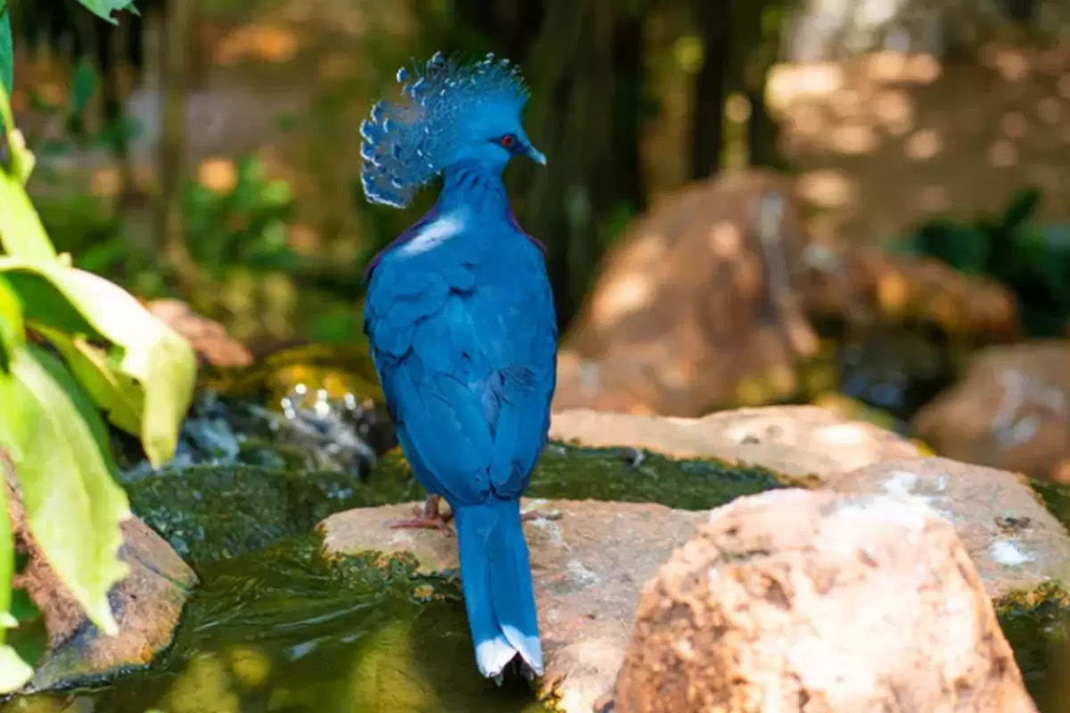 (ویدئو) تصاویری شگفت‌انگیز از لحظه غذا دادن پرنده به جوجه‌هایش