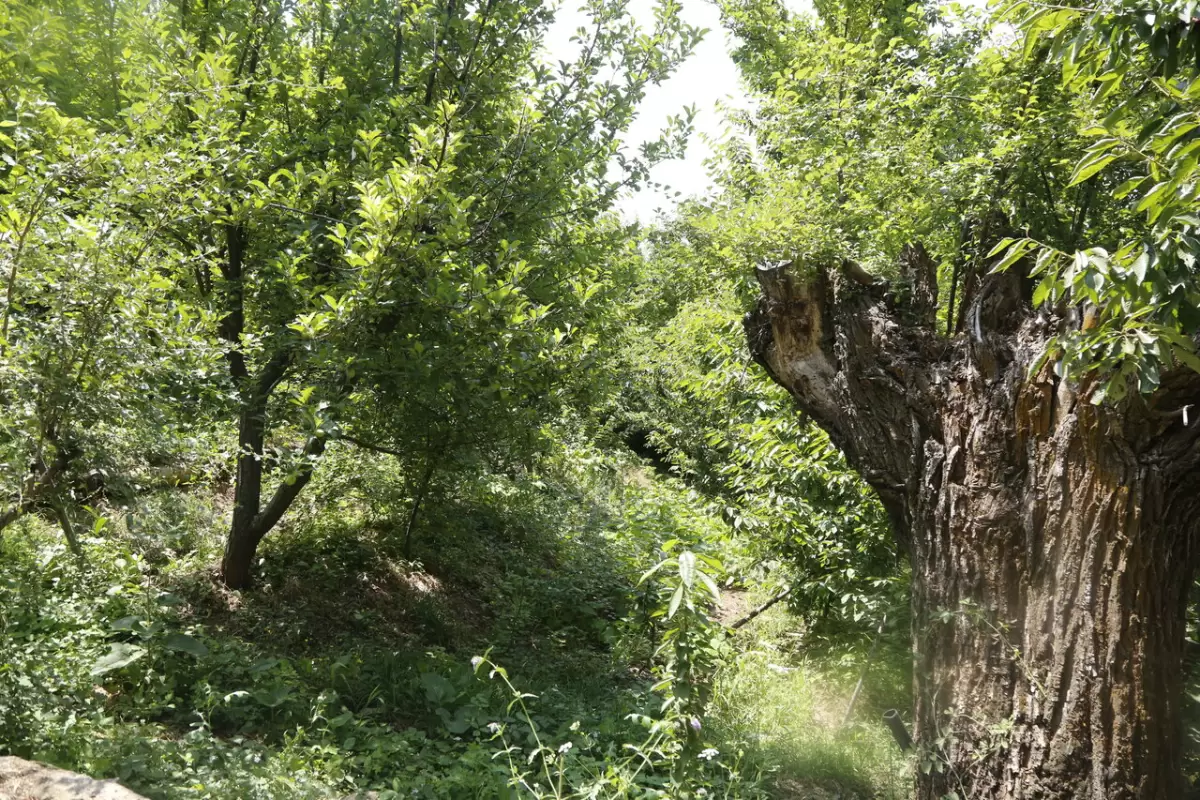 قدیمی باغ تهران کجاست؟؛ ردپای ساسانیان در این باغ تاریخی