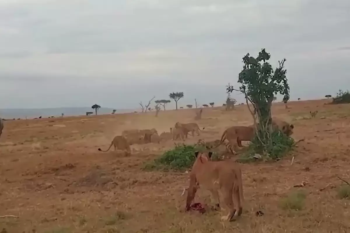 (ویدئو) گراز نگون‌بخت شکار شیرها شد