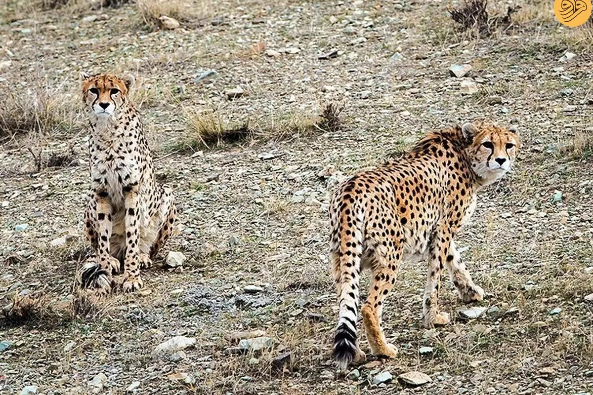 (ویدئو) ۵ یوزپلنگ در توران همزمان جلوی دوربین یک محیط‌بان آمدند