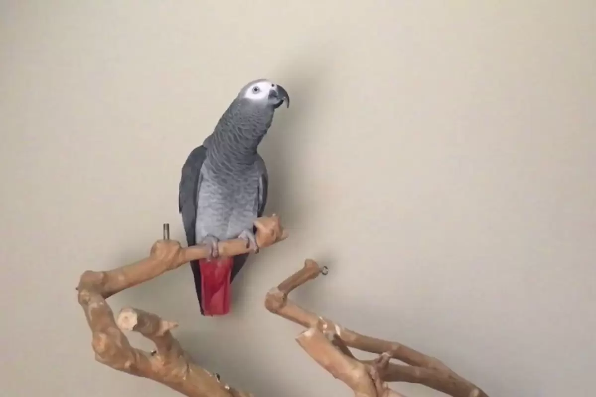 (ویدئو) مهارت باورنکردنی این طوطی کاسکو در تقلید صدای حیوانات!