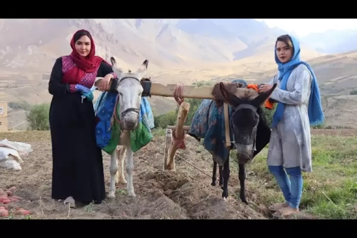 (ویدئو) برداشت سنتی سیب زمینی قرمز در مزرعه توسط یک خانواده روستایی افغانستانی