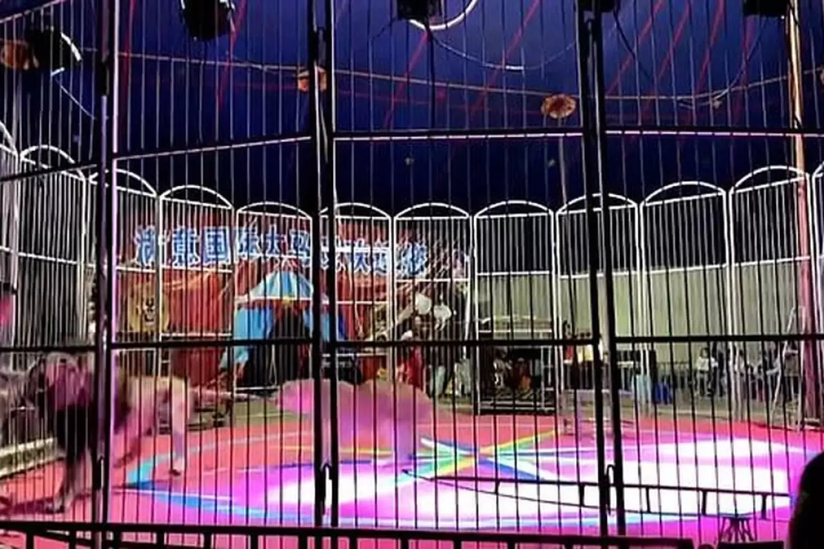 (ویدئو) حمله هولناک شیر نر به مربی خود در سیرک