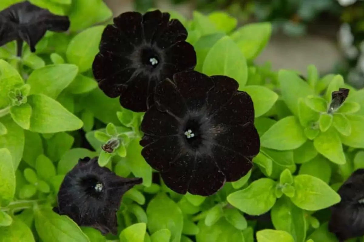 ( عکس) سیاه ترین گل جهان!