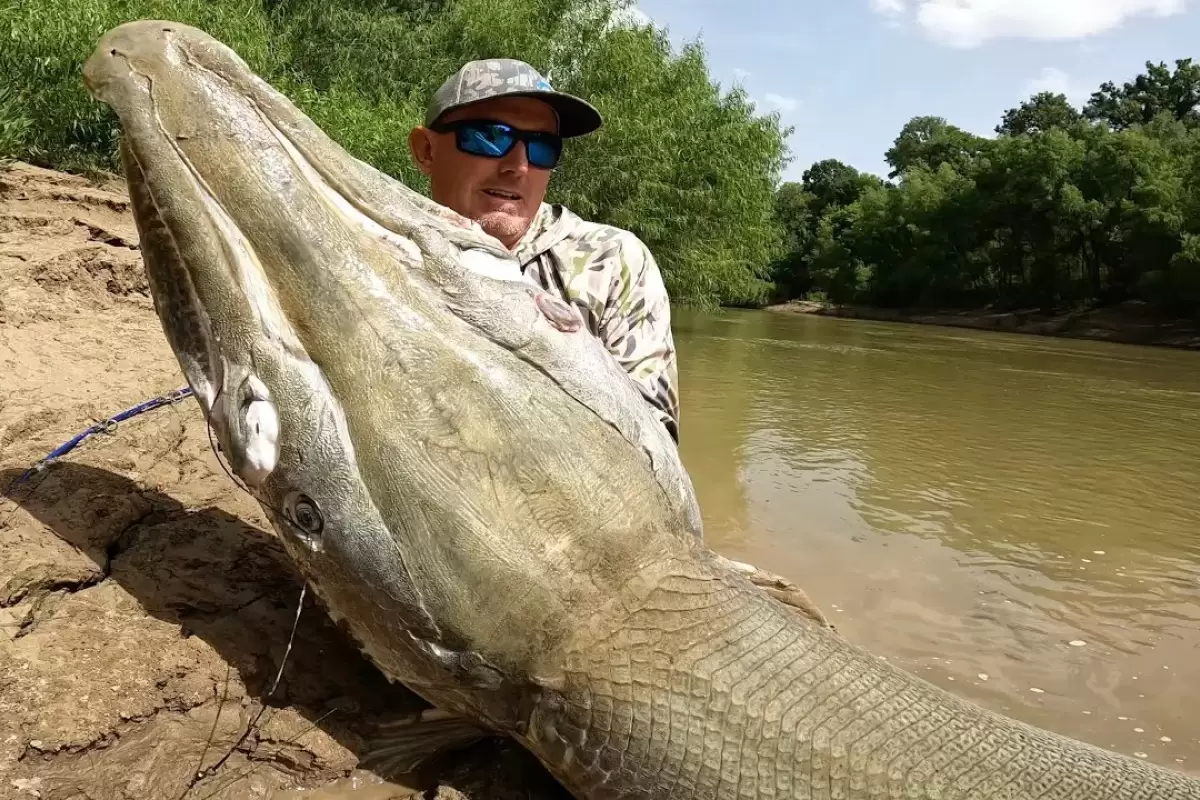 (ویدئو) این ماهیگیر خوش شانس آمریکایی بزرگترین تمساح ماهی جهان به وزن 133 کیلوگرم را صید کرد