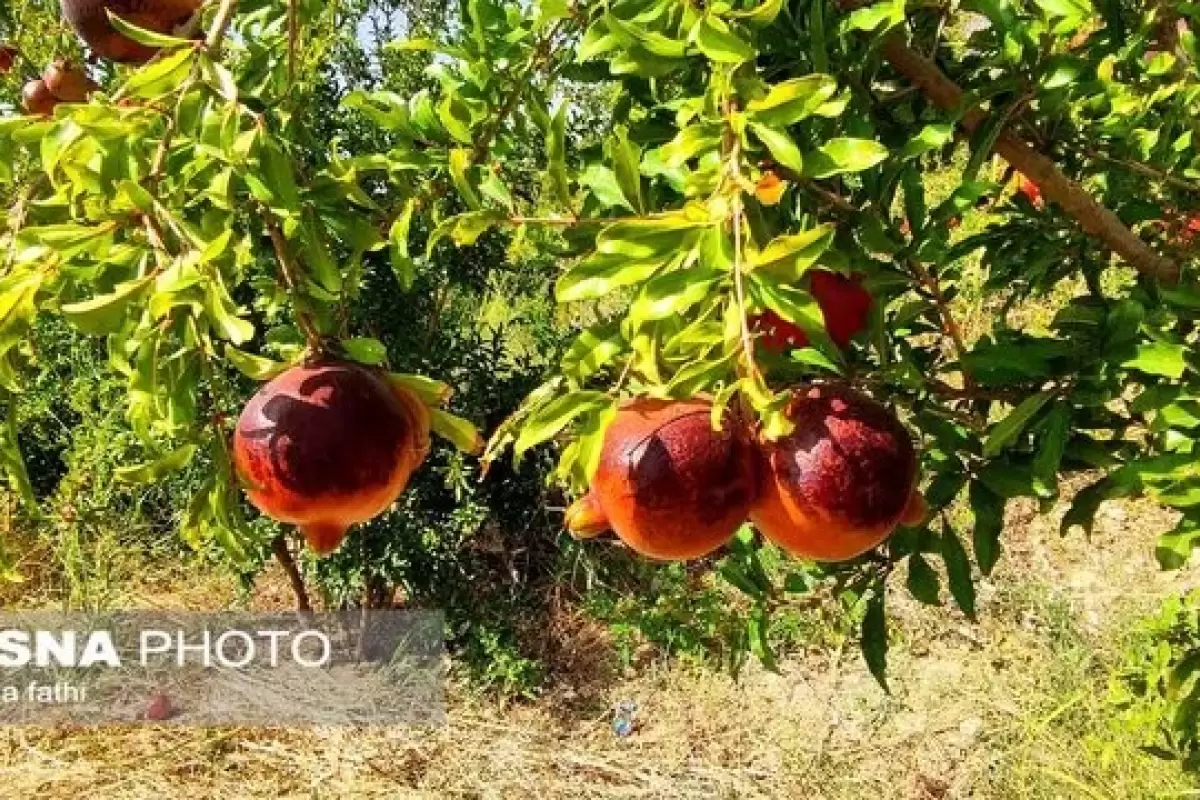 برداشت ۱۸۰۰ تن انار در شهرستان زاهدان