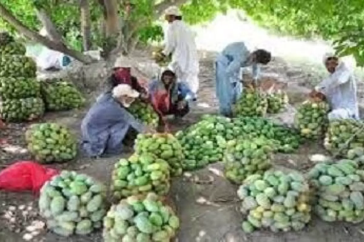 تولید سالیانه افزون بر ۱۷ هزار تن انبه در سیستان و بلوچستان