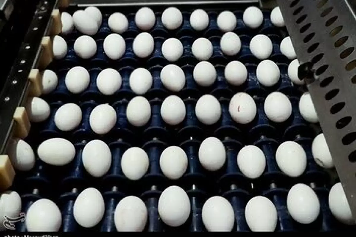 صادرات تخم مرغ رکورد شکست