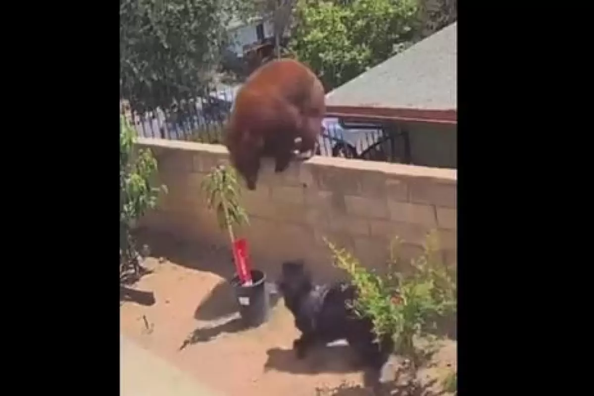 ( ویدیو) تلاش ناموفق یک خرس برای ورود به خانه از روی دیوار