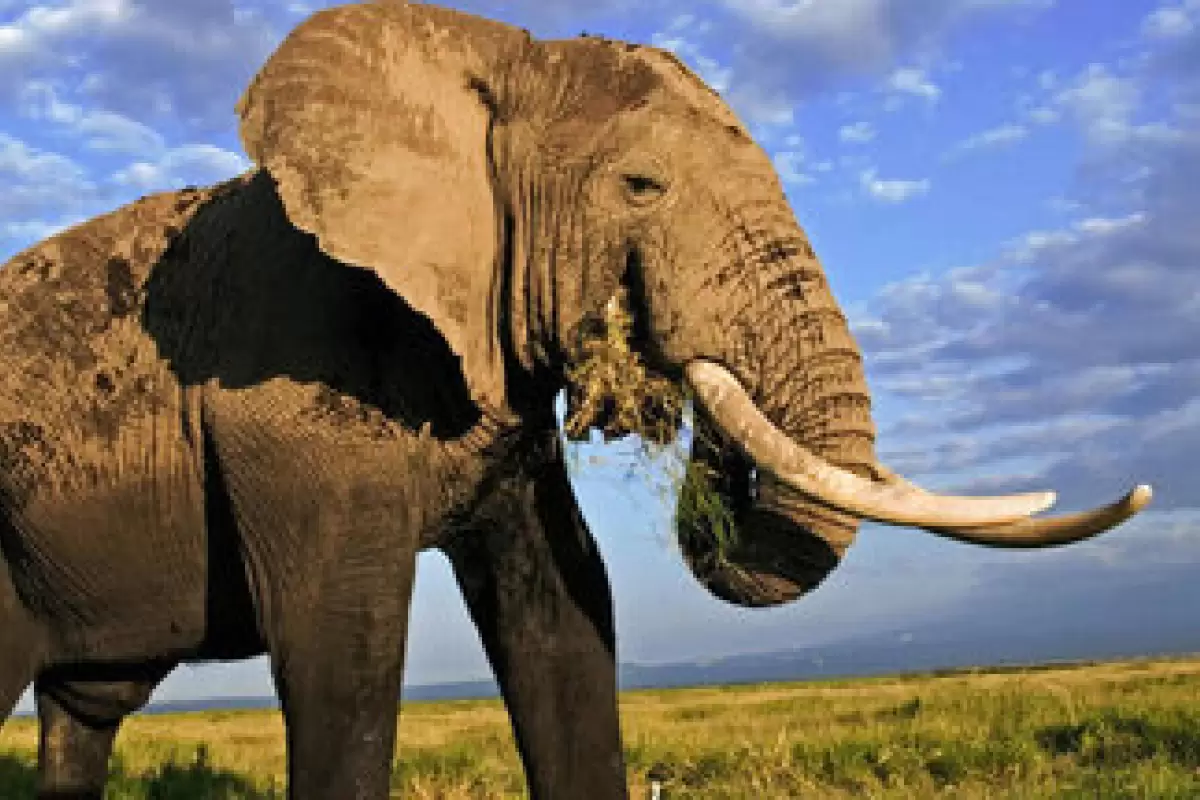 ( عکس) موجودی غول‌پیکر با وزنی به اندازه ۲۱ فیل!