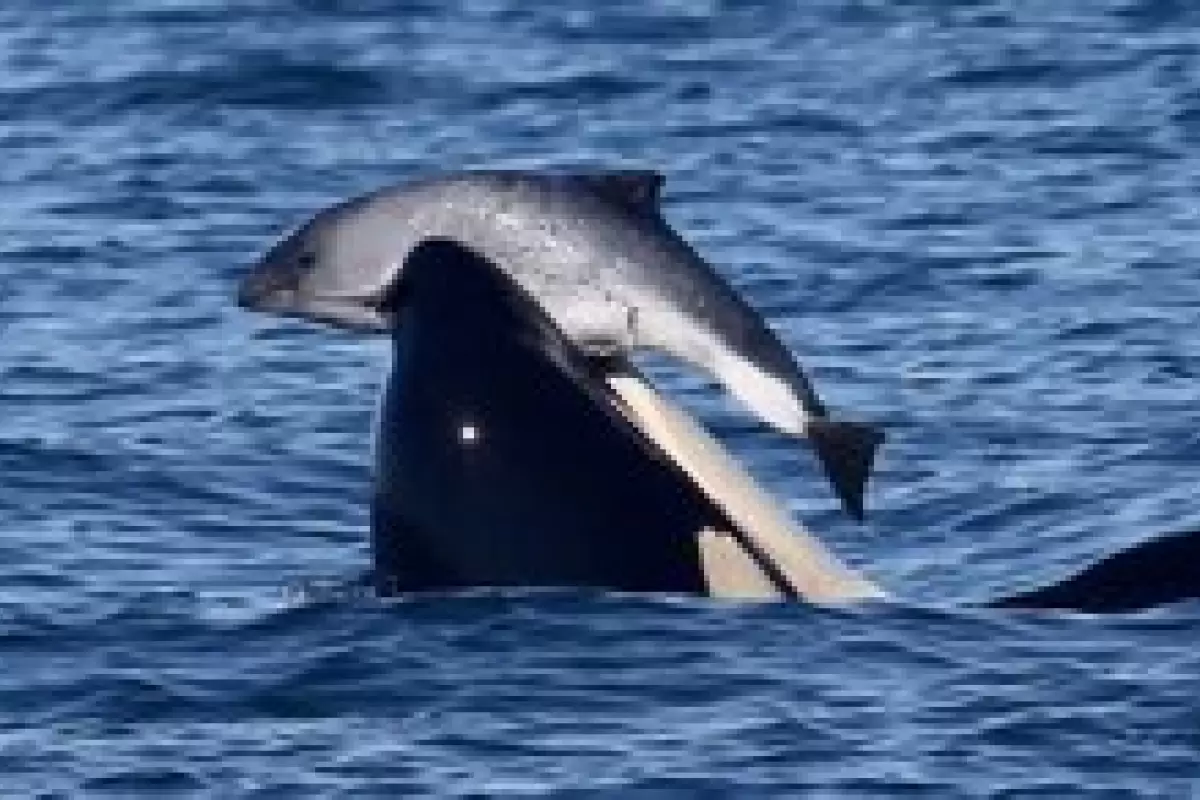 ( عکس) کشتار بی‌دلیل یک موجود دوست‌داشتنی توسط نهنگ‌های قاتل