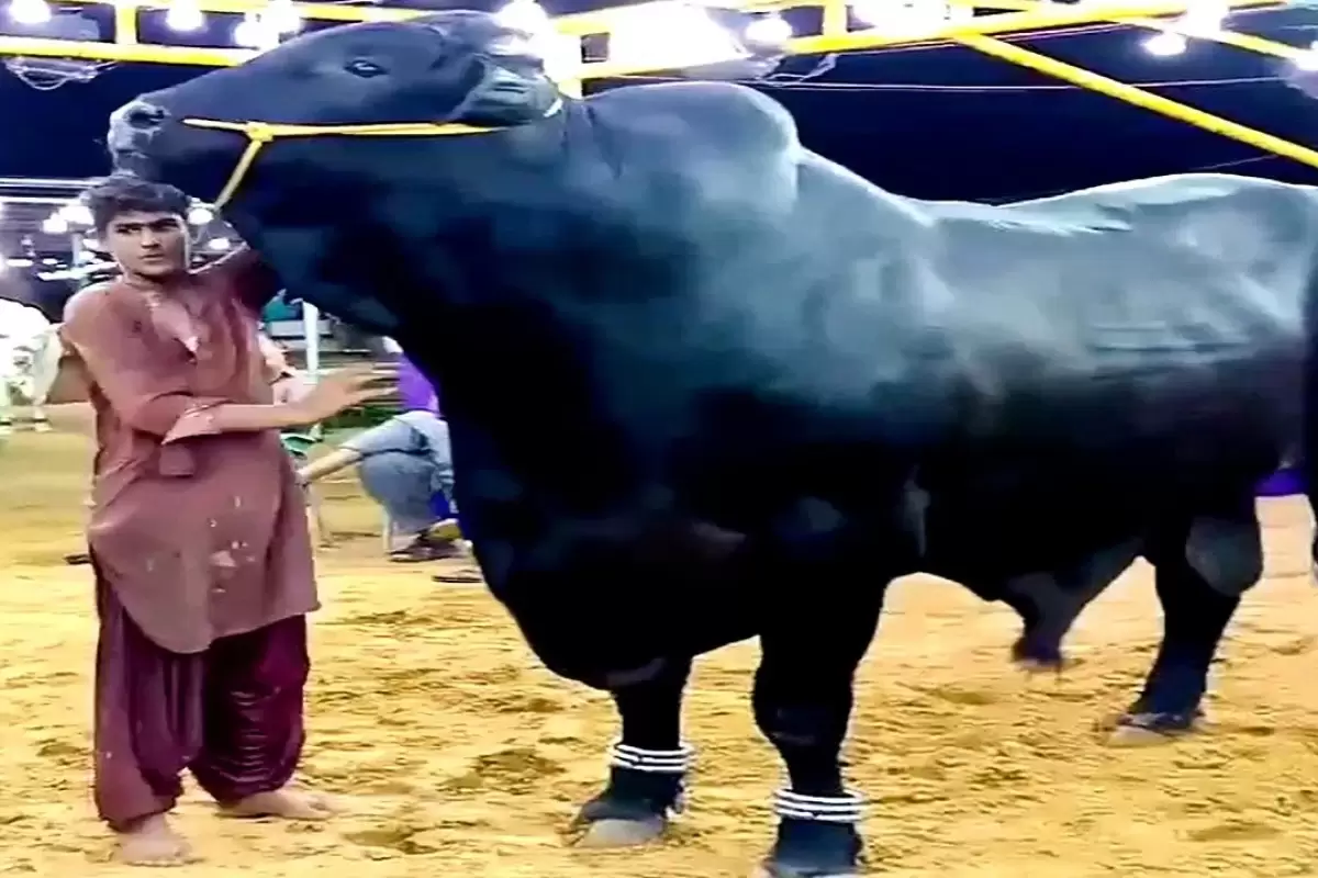 (ویدئو) سنگین ترین گاو پاکستان به وزن 1410 کیلوگرم